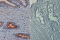 Anti-AKT pS473 (MOUSE) Monoclonal Antibody Biotin Conjugated